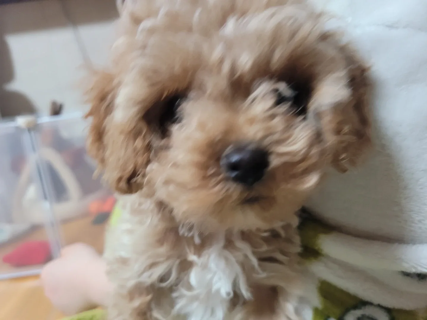 토미