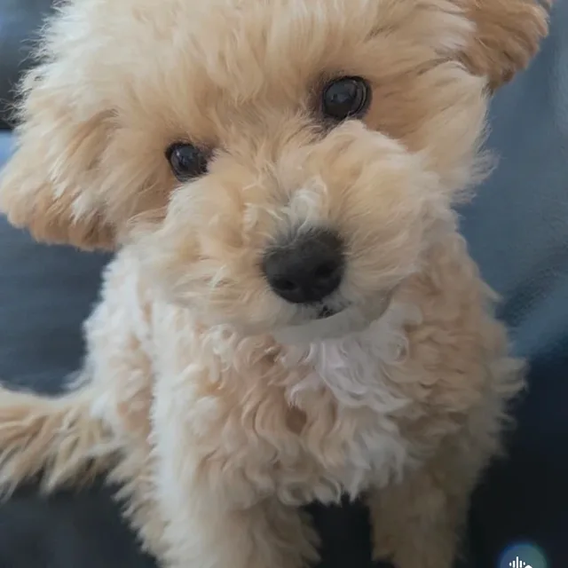 도쿄도라이몽