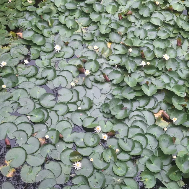 본성