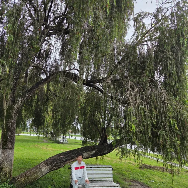 녹보수