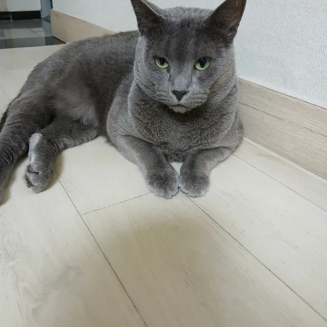 치자꽃