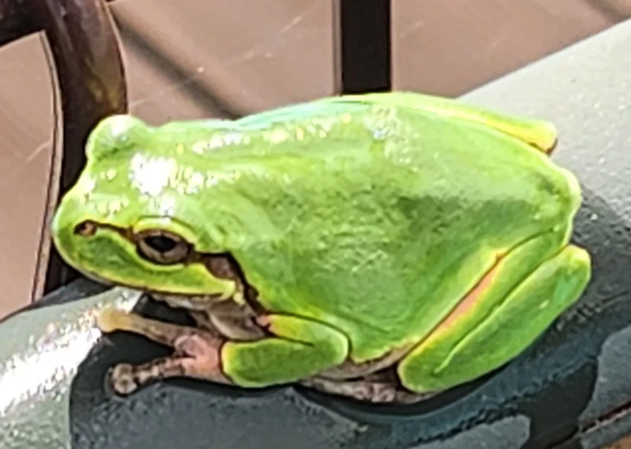 몽실몽실