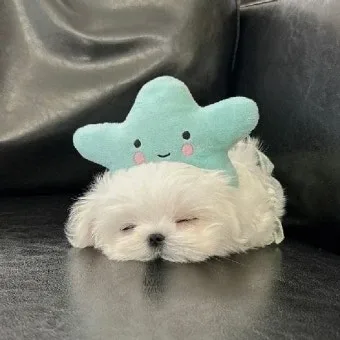말티즈