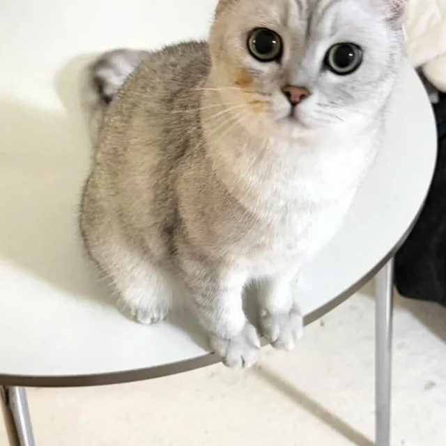 살소맘
