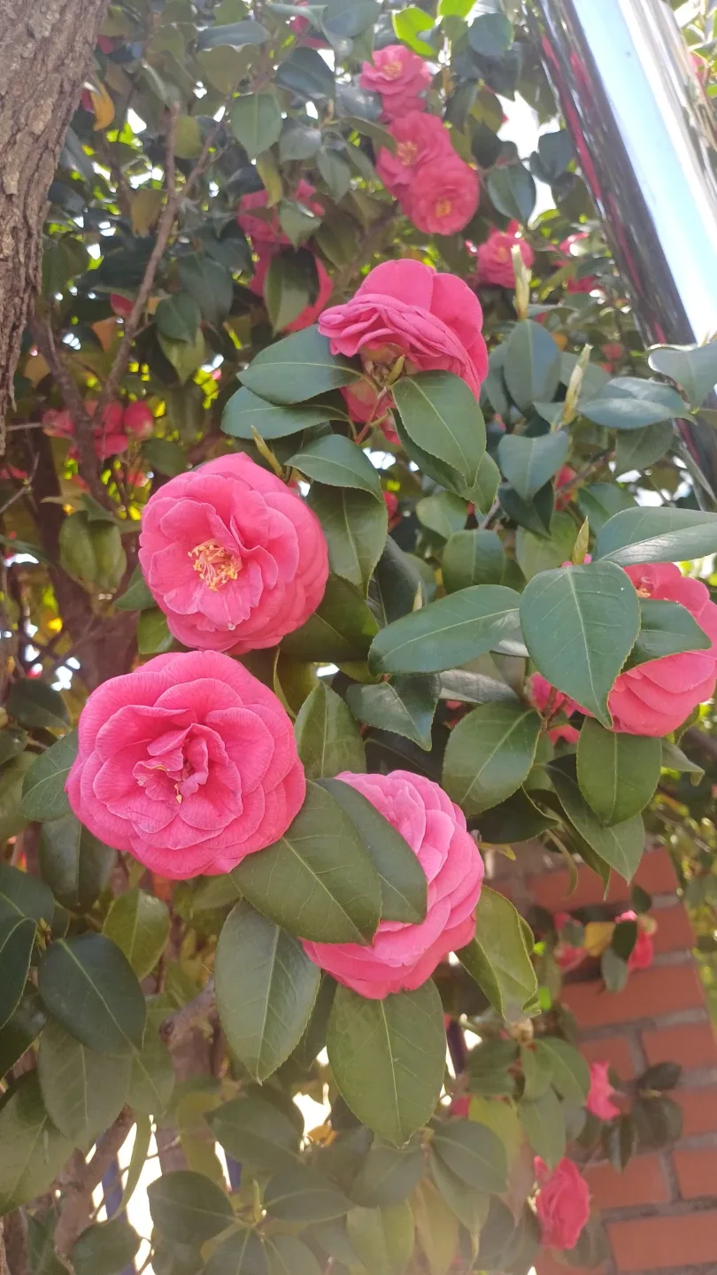 반짝별