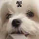 하이용