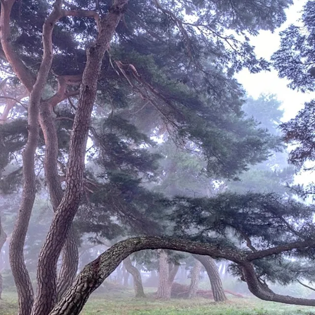 소풍