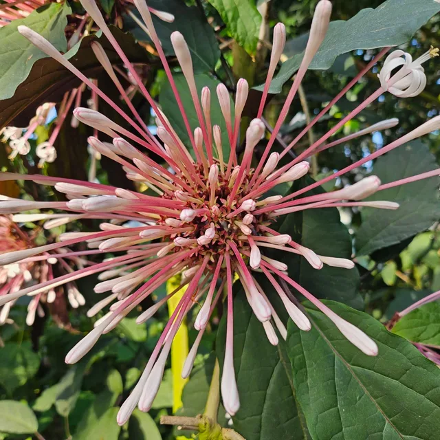 요거트사랑