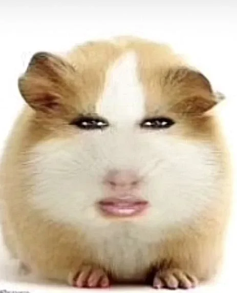 꾸이