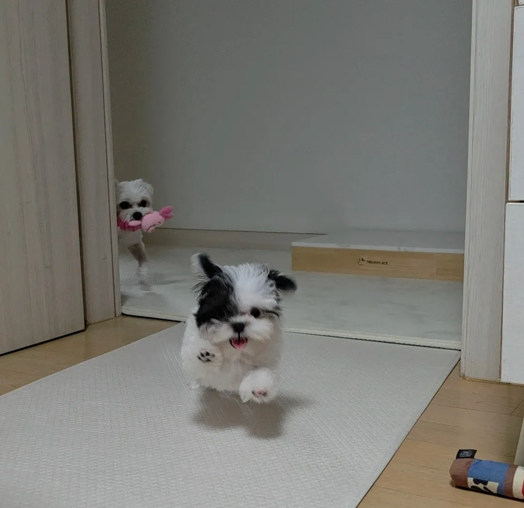 레몬홍챠