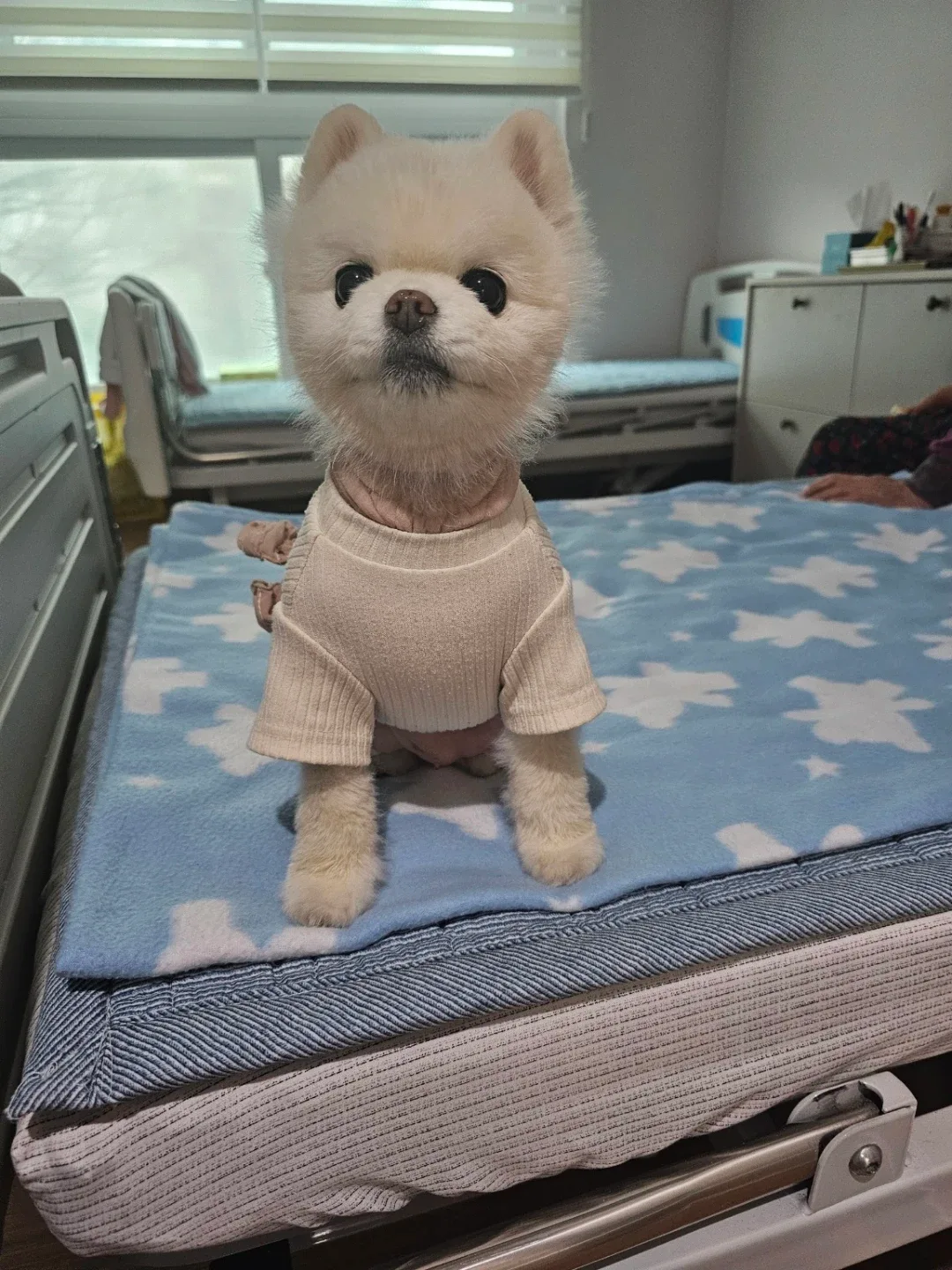 복덩이