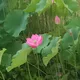 둥구