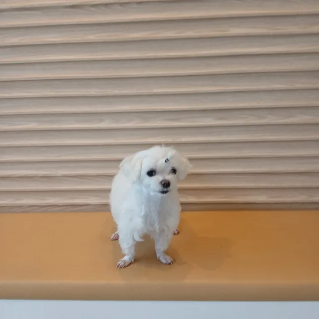 몽쉘