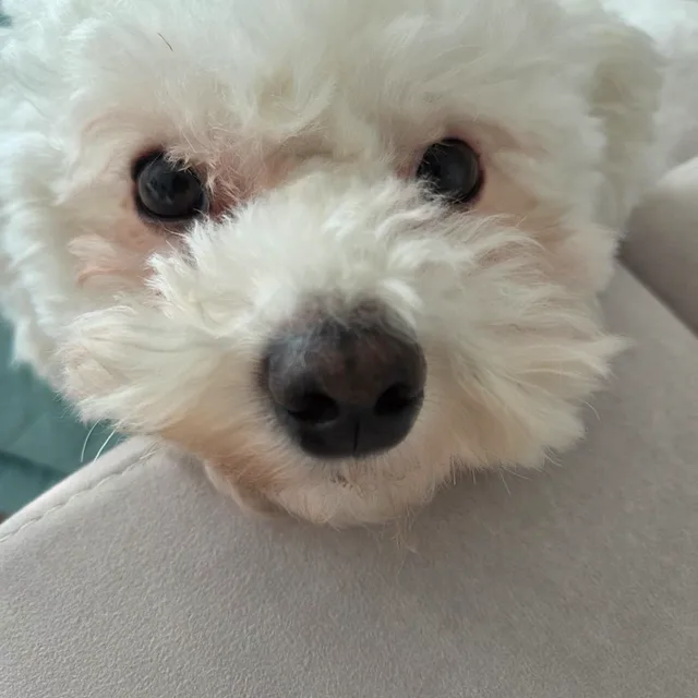 빵빵궁디