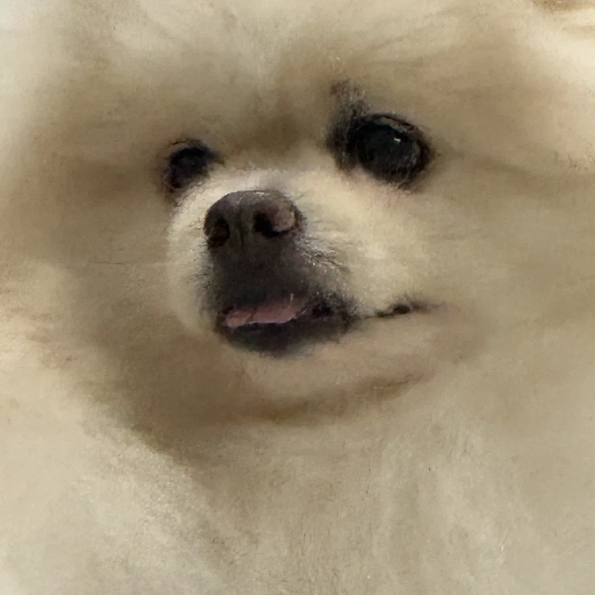 나무빠