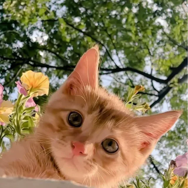 당근조아