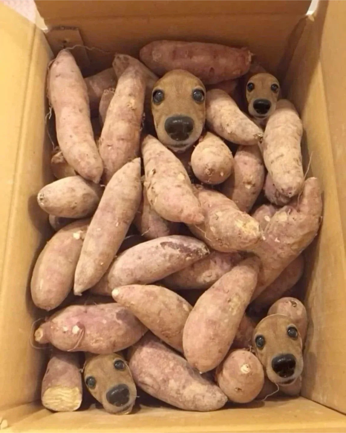 이오마고구
