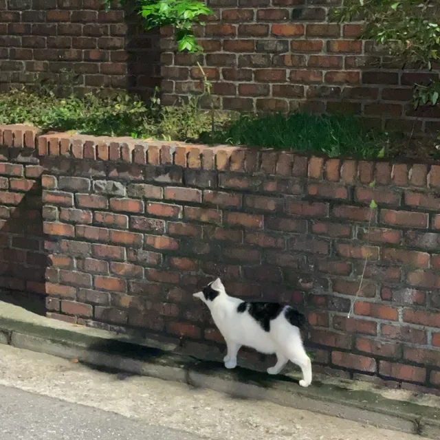 당근과자