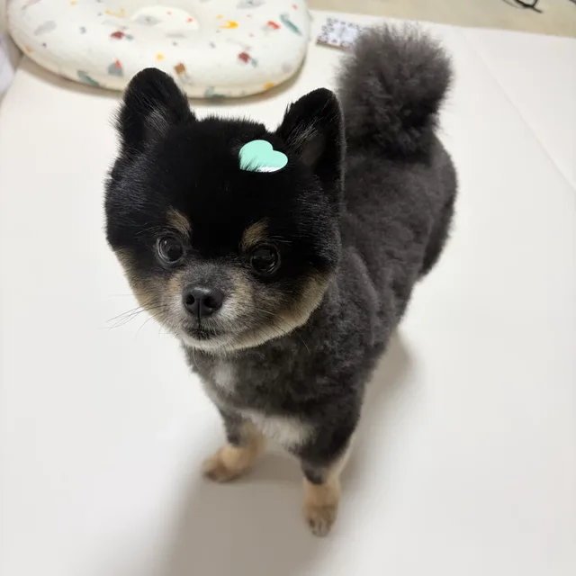 분홍마미