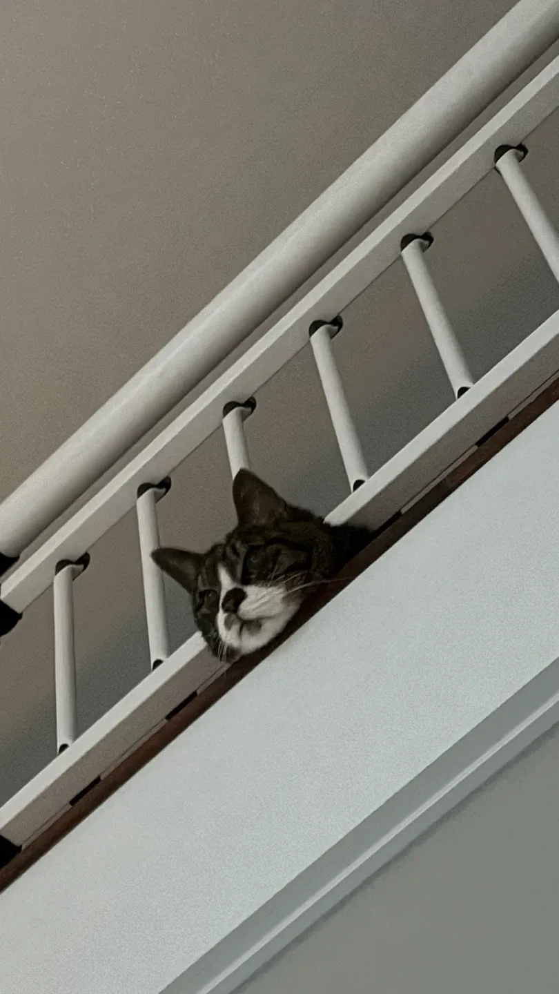 김모모