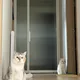 쭈봉