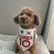 캐롤