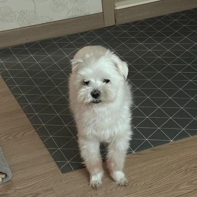 냄뚜