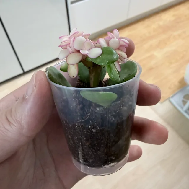 소마에요