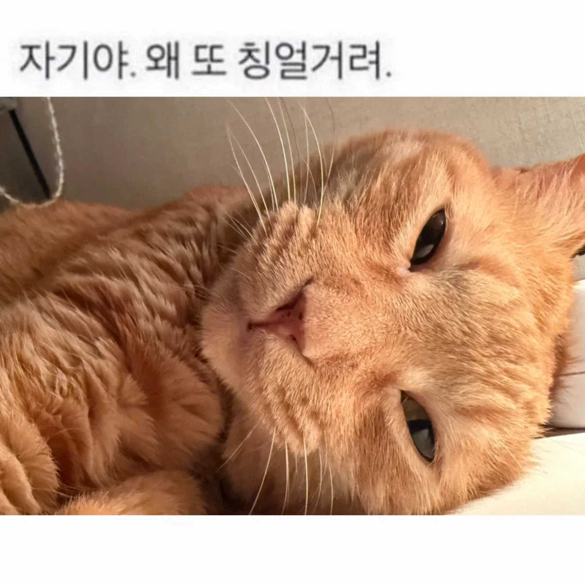 고먐미집