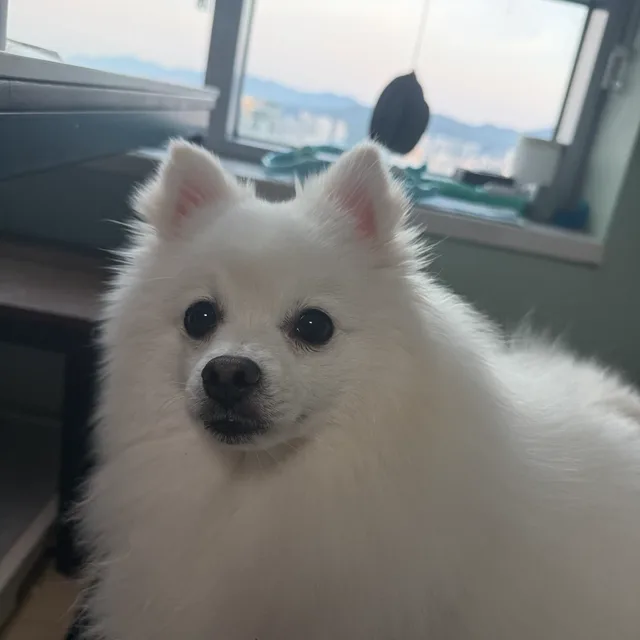 popo
