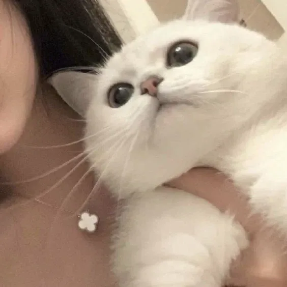 밤톨