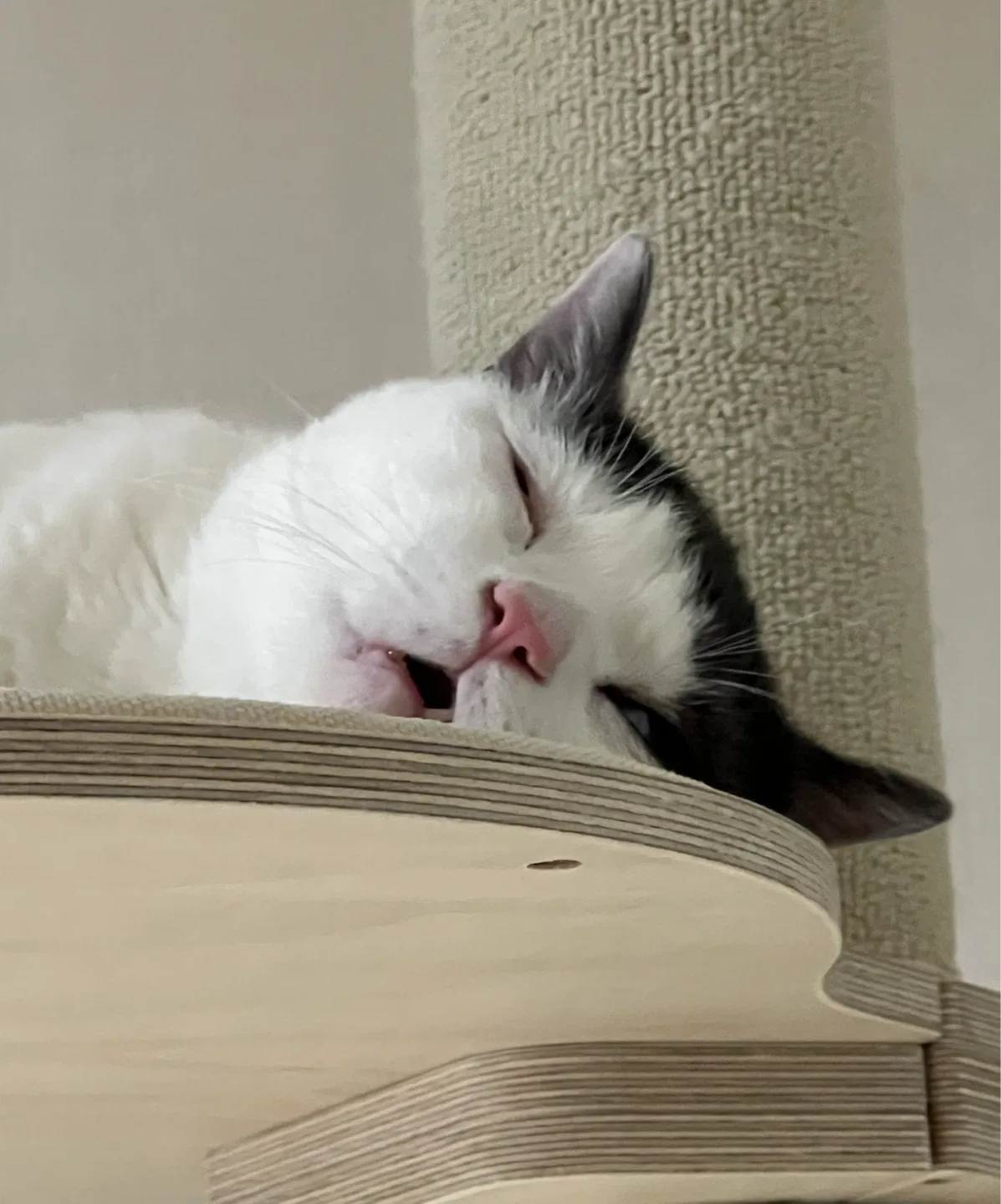 오냐냐