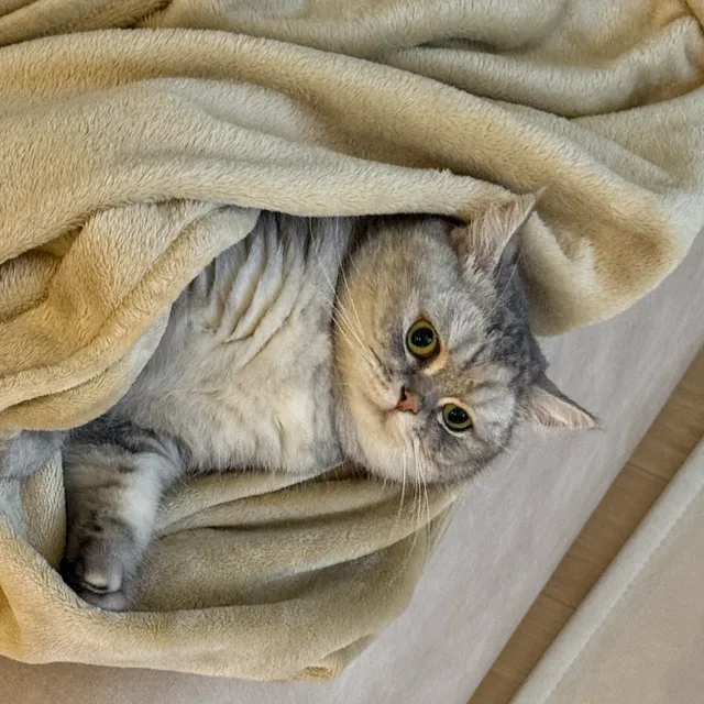 체리쥬빌