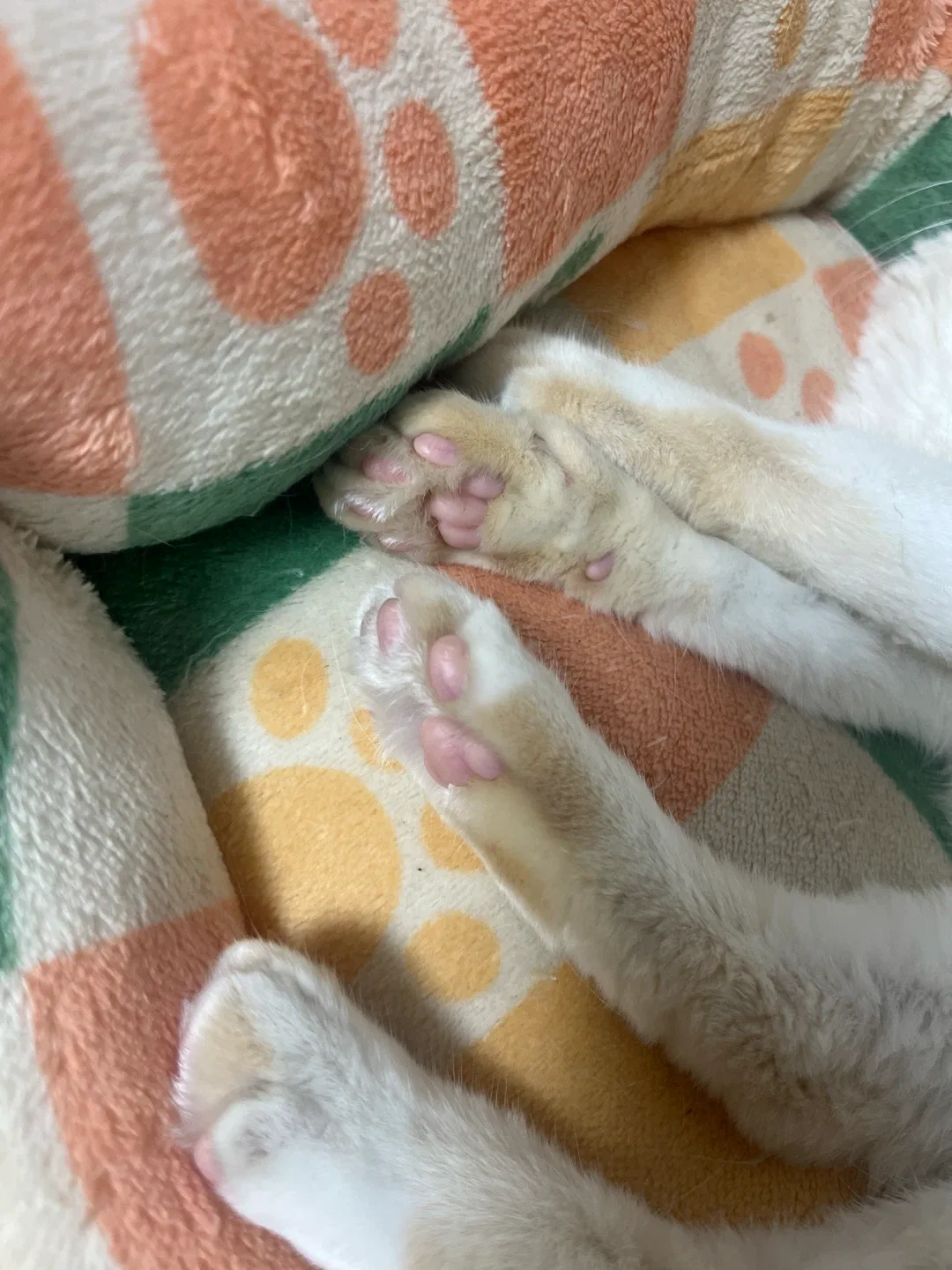 감자