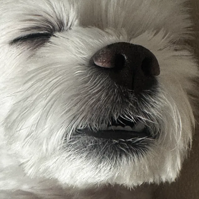 개꿀잠