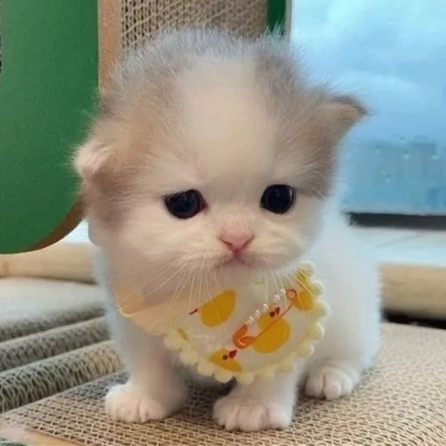 코코아