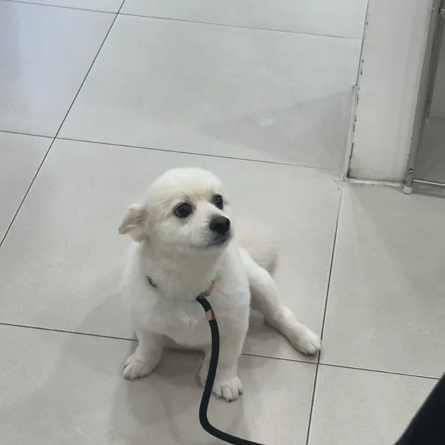 아기코끼리