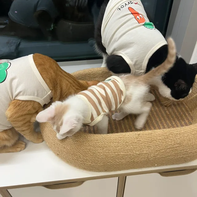 달상
