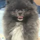 강아지