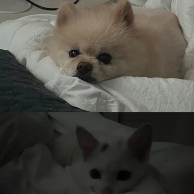 참이슬