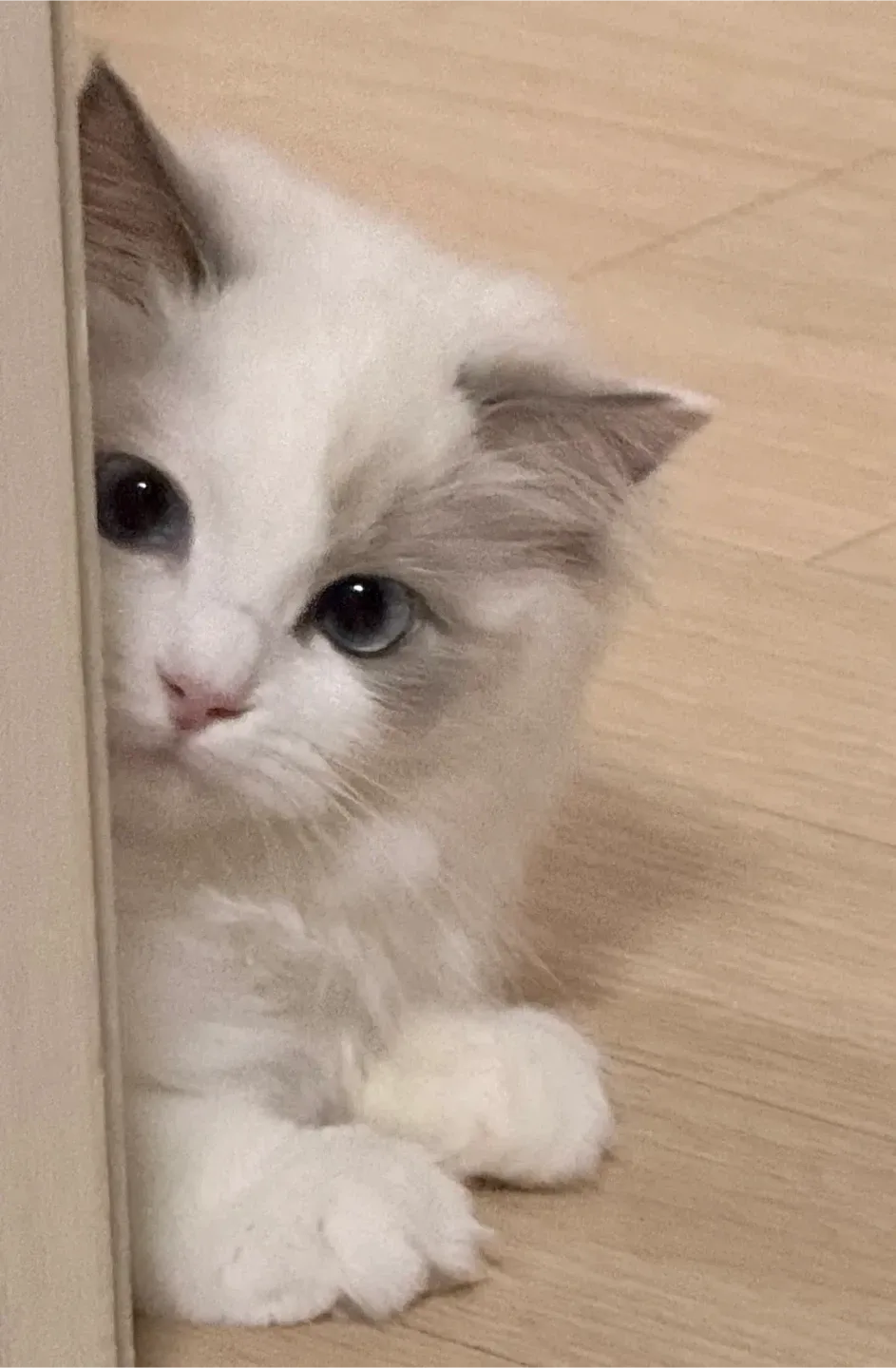 쌈무