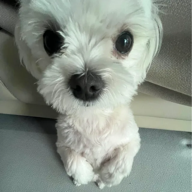 율찻차링