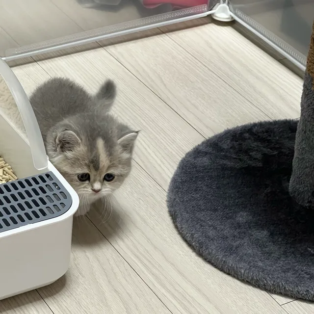 땅땅이