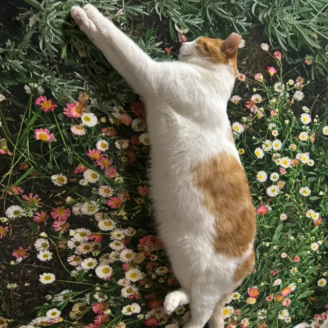 크림