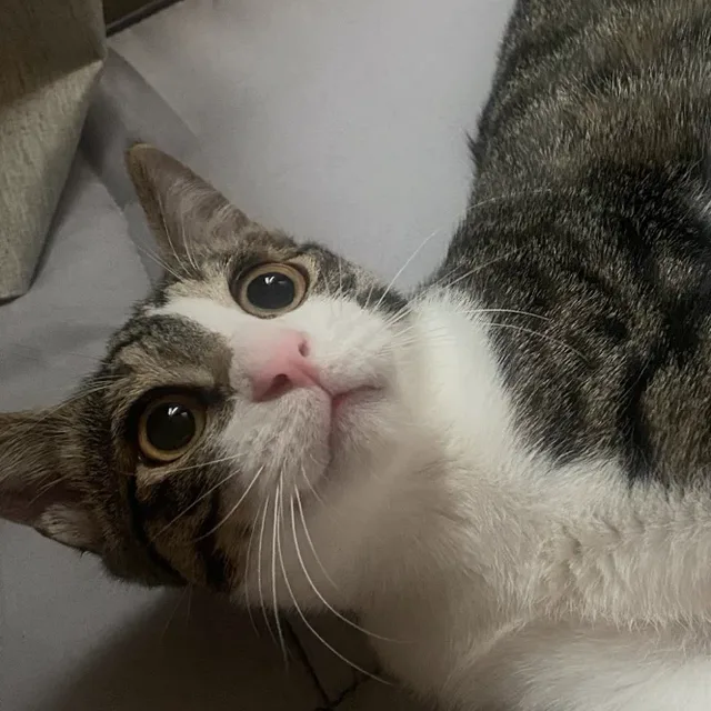 까롱