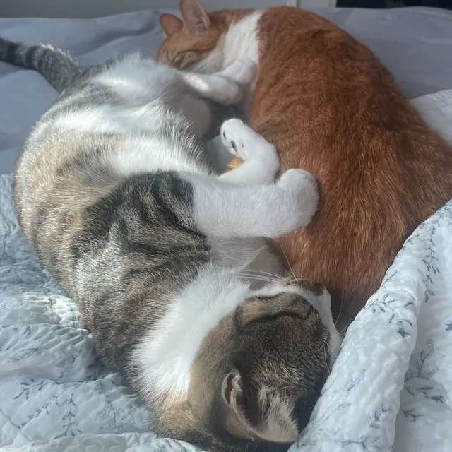 hoppymozzy