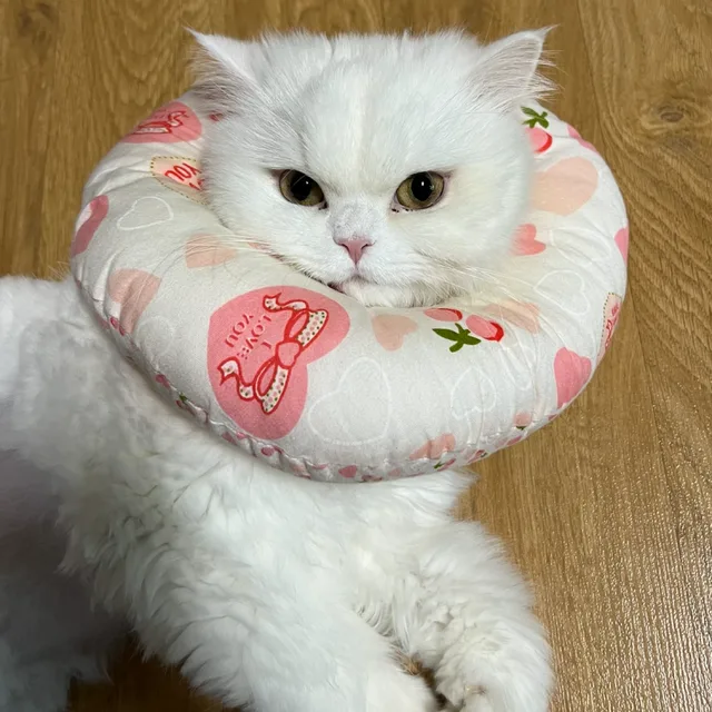 설아는츄르머거