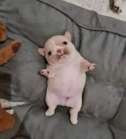 강쥐