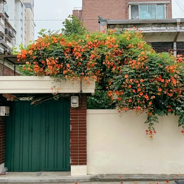 돈미새