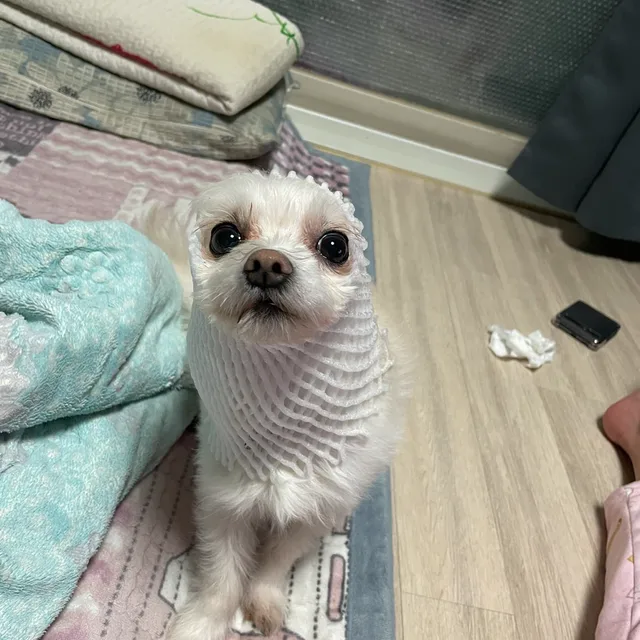 꼬순내